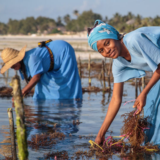 (Wholesale) Full spectrum Sea Moss