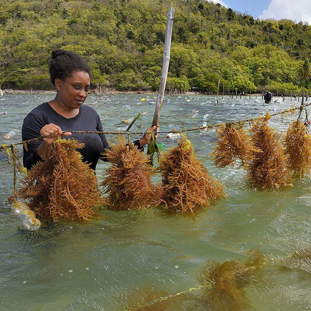 (Wholesale) Full spectrum Sea Moss