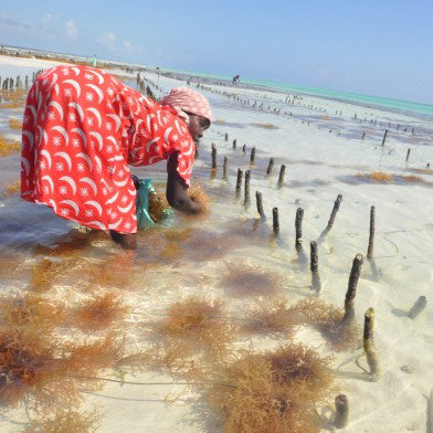 (Wholesale) Full spectrum Sea Moss